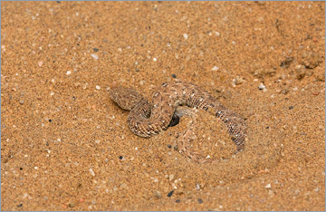 Zwergpuffotter / Sidewinder Snake (Bitis peringueyi)