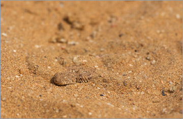 Zwergpuffotter / Sidewinder Snake (Bitis Peringueyi)