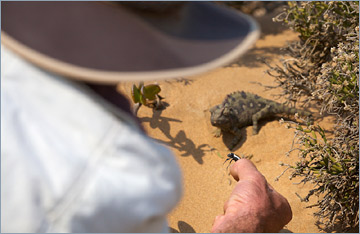 Wüstenchamäleon / Namaqua Chameleon (Chamaeleo namaquensis)