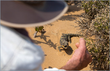 Wüstenchamäleon / Namaqua Chameleon (Chamaeleo namaquensis)