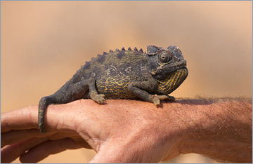 Wüstenchamäleon / Namaqua Chameleon (Chamaeleo namaquensis)