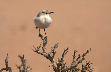 Vogel in der Namib-Wüste