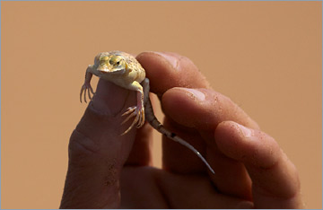 Düneneidechse / Shovel-Snouted Lizard (Meroles anchietae)