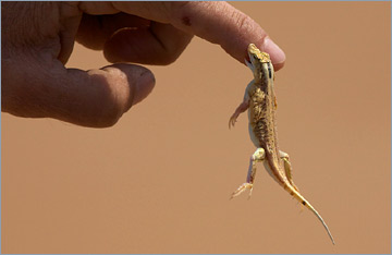 Düneneidechse / Shovel-Snouted Lizard (Meroles anchietae)