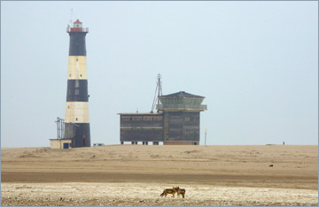 Schakale vorm Leuchtturm auf Pelican Point