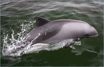 Delfine begleiten den Catamaran