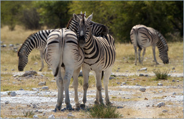 Steppenzebras / Burchell's Zebra (Equus quagga burchelli)