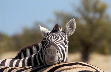 Steppenzebras / Burchell's Zebra (Equus quagga burchelli)