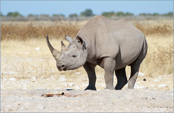 Spitzmaulnashorn / Black rhinoceros (Diceros bicornis)