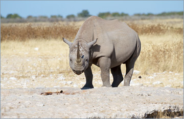 Spitzmaulnashorn / Black rhinoceros (Diceros bicornis)
