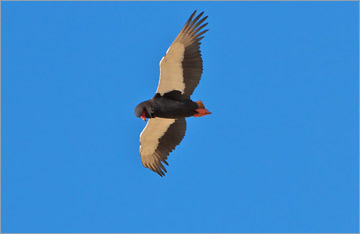 Gaukler / Bateleur (Terathopius ecaudatus)