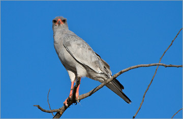 Heller Grauflügelhabicht, Weißbürzel-Singhabicht / Southern Pale Chanting Goshawk (Melierax canorus)