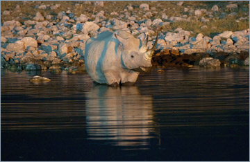 Spitzmaulnashorn / Black rhinoceros (Diceros bicornis)