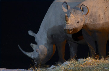 Spitzmaulnashörner / Black rhinoceros (Diceros bicornis)