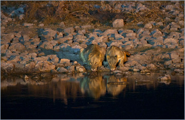 Löwen / Lion (Panthera leo)