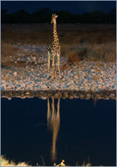 Giraffe / Giraffe (Giraffa camelopardalis)