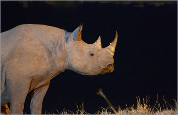 Spitzmaulnashorn / Black rhinoceros (Diceros bicornis)