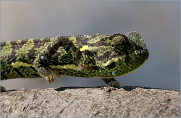 Lappenchamäleon / Flap-necked Chameleon (Chamaeleo dilepis)