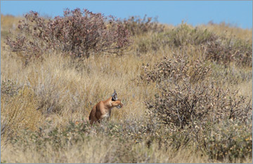 Karakal / Caracal (Caracal caracal)