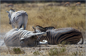 Steppenzebras / Burchell's Zebra (Equus quagga burchelli)