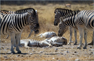 Steppenzebras / Burchell's Zebra (Equus quagga burchelli)