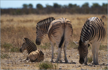 Steppenzebras / Burchell's Zebra (Equus quagga burchelli)