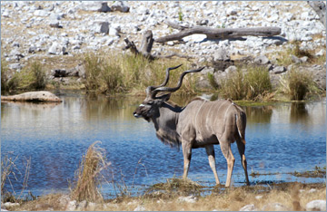 Kudu / Greater Kudu (Tragelaphus strepsiceros)