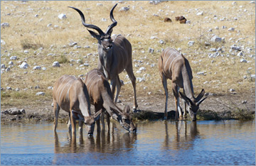 Kudus / Greater Kudu (Tragelaphus strepsiceros)