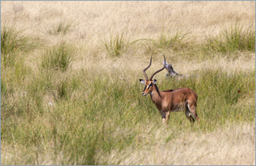 Schwarznasenimpala / Black-faced Impala (Aepyceros melampus petersi)