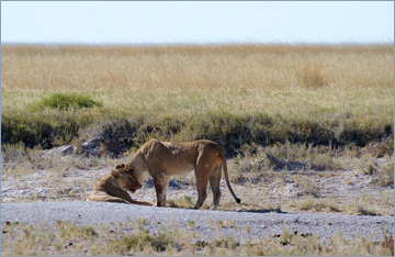 Löwinnen / Lion (Panthera leo)