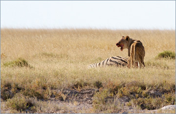 Löwin / Lion (Panthera leo) am Zebrariss