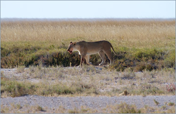 Löwinnen / Lion (Panthera leo)