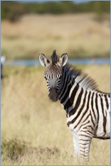 Steppenzebra / Burchell's Zebra (Equus quagga burchelli)