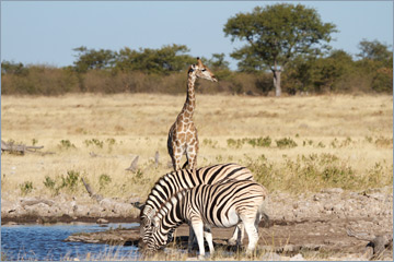 Steppenzebras und Giraffe am Wasserloch