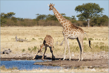 Giraffen / Giraffe (Giraffa camelopardalis)