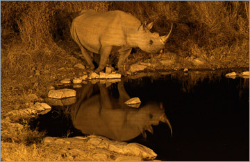 Spitzmaulnashorn / Black rhinoceros (Diceros bicornis)