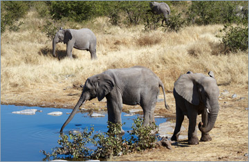 Afrikanische Elefanten / African bush elephant (Loxodonta africana)