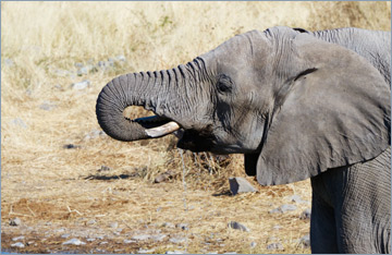 Afrikanischer Elefant / African bush elephant (Loxodonta africana)