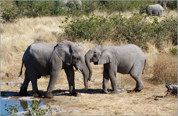Afrikanische Elefanten / African bush elephant (Loxodonta africana)