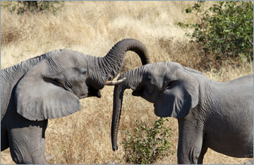 Afrikanische Elefanten / African bush elephant (Loxodonta africana)