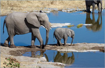 Afrikanische Elefanten / African bush elephant (Loxodonta africana)