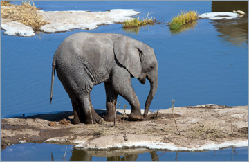Afrikanischer Elefant / African bush elephant (Loxodonta africana) - Jungtier