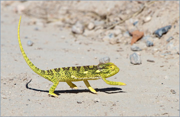 Lappenchamäleon / Flap-necked Chameleon (Chamaeleo dilepis)