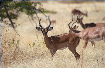 Schwarznasenimpala / Black-faced Impala (Aepyceros melampus petersi)