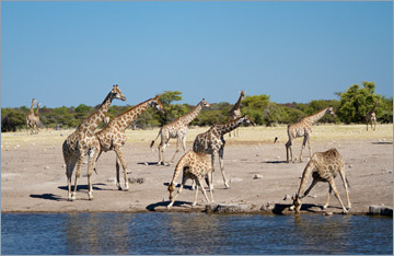 Giraffen / Giraffe (Giraffa camelopardalis)