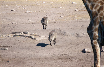 Warzenschweine / Warthog (Phacochoerus africanus)