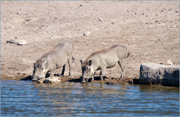 Warzenschweine / Warthog (Phacochoerus africanus)