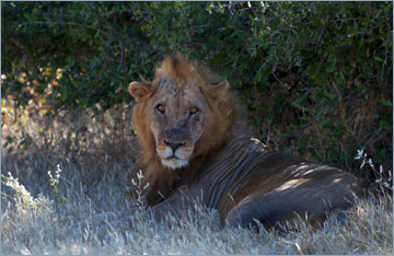 Löwe / Lion (Panthera leo)