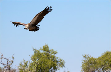 Weißrückengeier / White-backed Vulture (Gyps africanus)