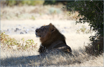 Löwe / Lion (Panthera leo)